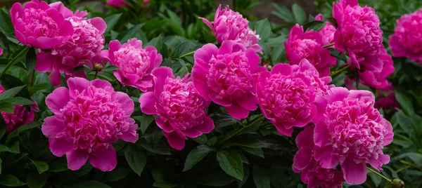 Peonías Con Flores Jardín — Foto de Stock