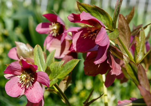 Lenten Rose Helleborus Caucasicus Garden Helleborus Abchasicus Braun Spring Garden — Stock Photo, Image