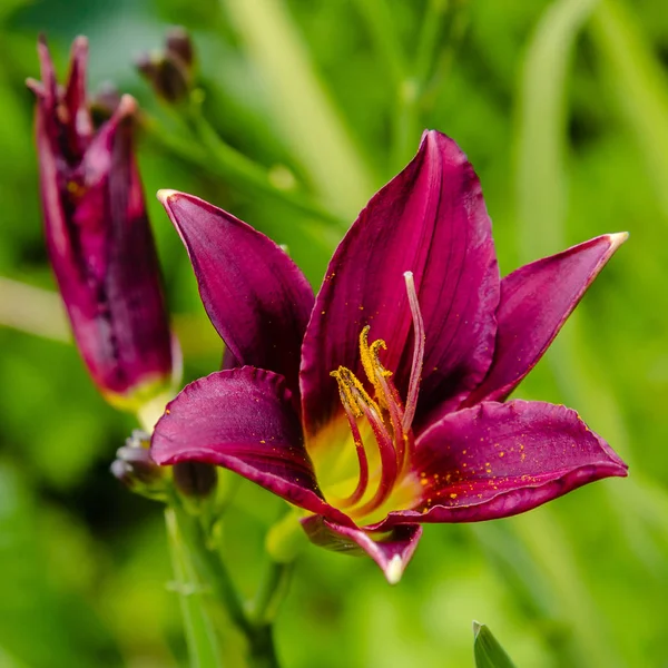 Kwitnienia Liliowców Ogrodzie Kwitnących Hemerocallis Ogrodzie Letnim Piękne Kwiaty Liliowców — Zdjęcie stockowe