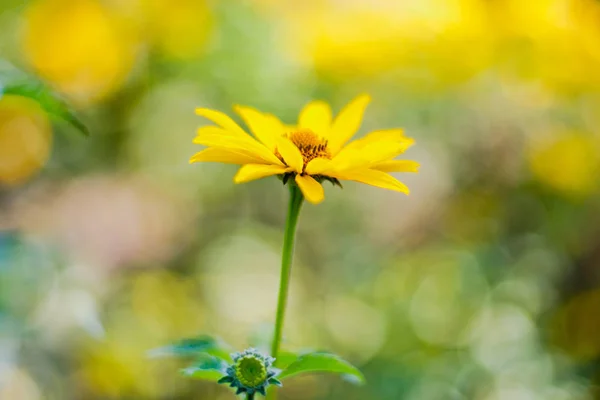 노란색 데이지와 배경입니다 배경에 노란색 데이지 꽃입니다 정원에서 도로니쿰 오리엔탈 — 스톡 사진