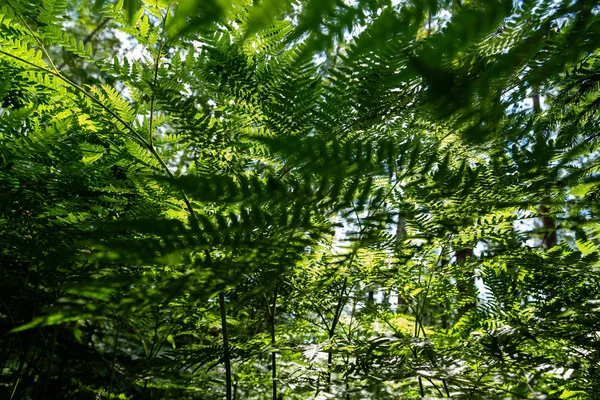 Fond Tropical Vert Avec Des Plantes Jungle Contexte Des Feuilles — Photo