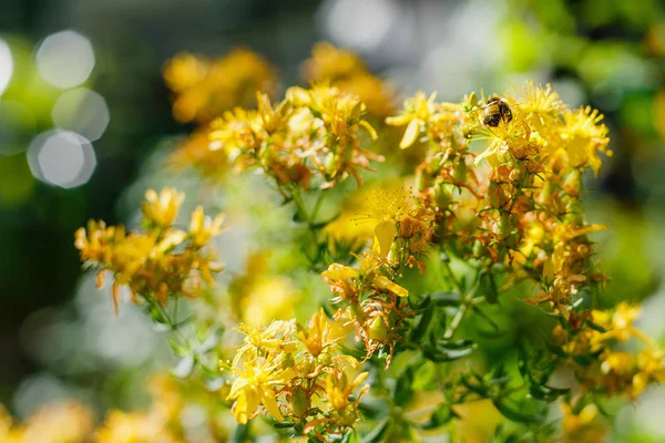 Bumblebee on yellow flowers of St. John\'s wort. Hypericum perforatum, also known as St John\'s wort, is a flowering plant species of the genus Hypericum and a medicinal herb