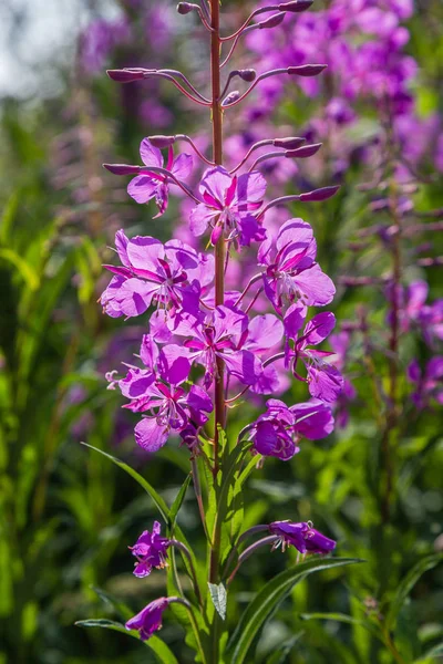 Flores Púrpuras Leña Rosebay Willowherb Epilobium Angustifolium Sauce Francés Iván — Foto de Stock