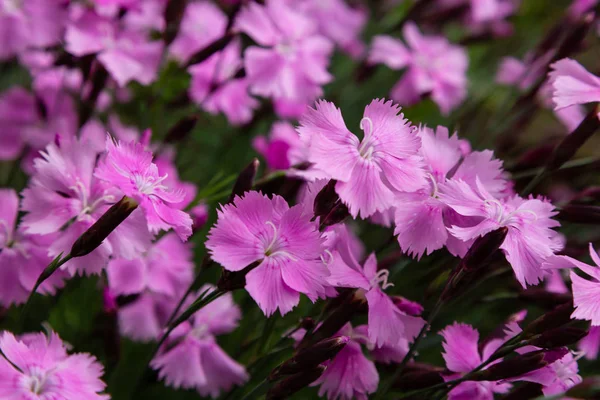 Dianthus Plumarius Летнем Саду Цветущий Сорт Розовый Dianthus Plumarius Саду — стоковое фото