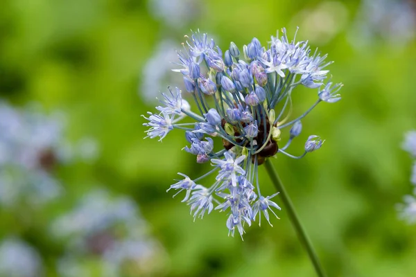 Allium bahar bahçesinde deşifre eder. Bahçede süs soğanı bitki si yetiştir