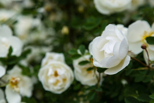Красивые тонированные розы близко. Природа
