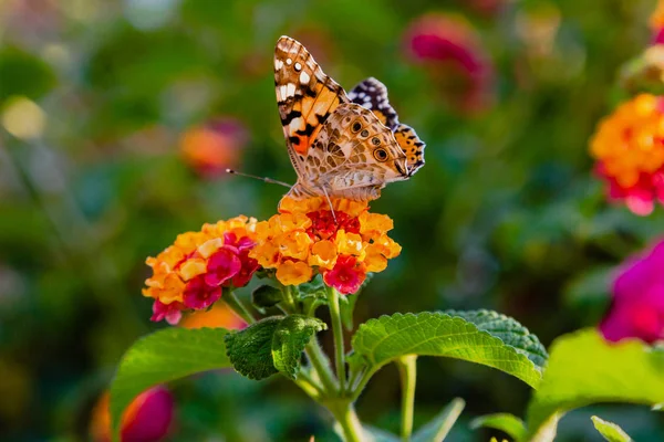 Tropik Bir Bitki Lantana Camara Güzel Çiçekler Parlak Yaz Çiçek — Stok fotoğraf