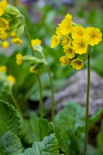 Floraison Des Fleurs Primula Dans Jardin Printemps — Photo