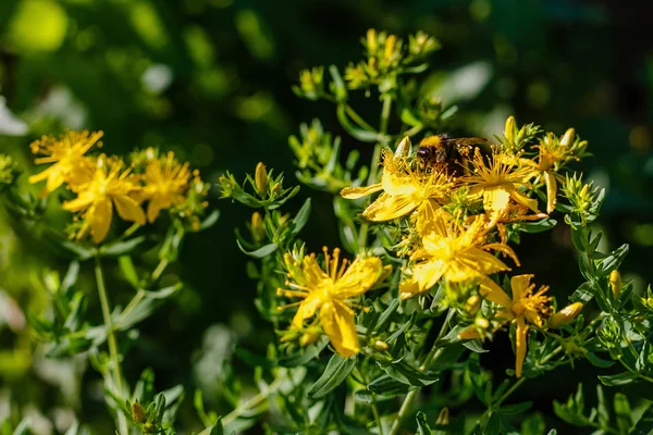 Bumblebee on yellow flowers of St. John\'s wort. Hypericum perforatum, also known as St John\'s wort, is a flowering plant species of the genus Hypericum and a medicinal herb