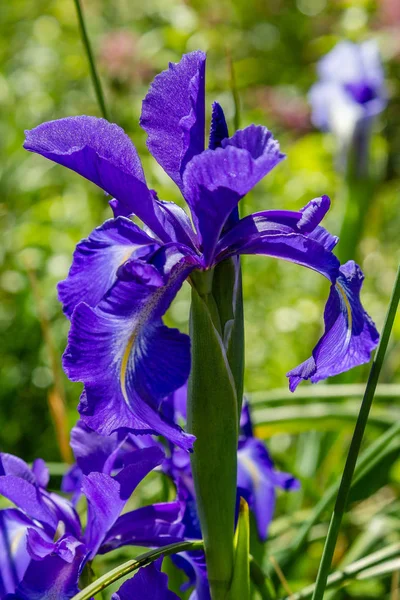 Xiphium Nel Giardino Estivo Xiphium Piante Bulbose Perenni — Foto Stock