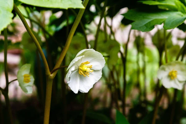 Mayapple Çiçekleri Veya Bahçede Podophyllum Peltatum Tıbbi Otsu Çok Yıllık — Stok fotoğraf