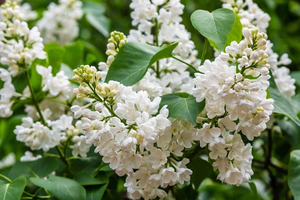 Blühender Flieder Syringa Garten Schöne Lila Lila Blüten Auf Natürlichem — Stockfoto