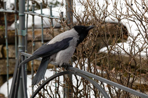 Jeune Corbeau Sur Clôture Dans Jardin Printemps — Photo