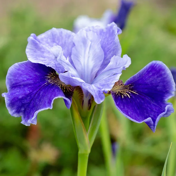 Flores Íris Siberiana Íris Sibirica Fundo Verde Jardim — Fotografia de Stock