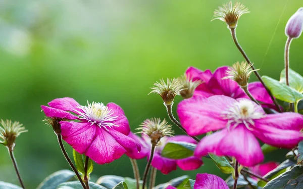 Flowers Perennial Vines Clematis Garden Growing Clematis Blooming Clematis — Stock Photo, Image