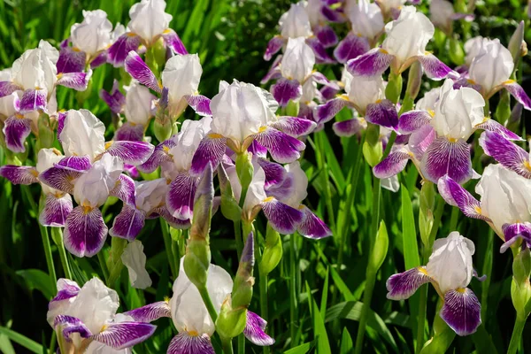 Xiphium Nel Giardino Estivo Xiphium Pianta Bulbosa Perenne — Foto Stock