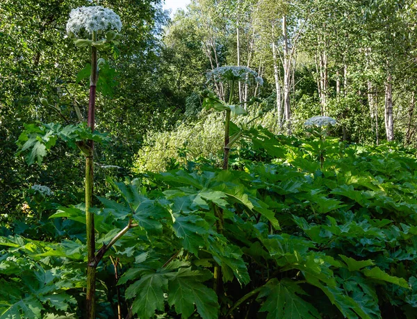 Heracleum Sosnowskyi Este Plantă Apoizantă Cunoscută Mod Obișnuit Sub Numele — Fotografie, imagine de stoc