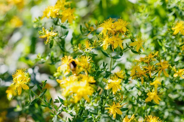 Bumblebee on yellow flowers of St. John\'s wort. Hypericum perforatum, also known as St John\'s wort, is a flowering plant species of the genus Hypericum and a medicinal herb