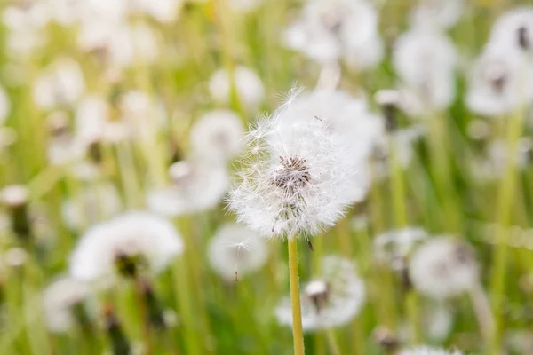 Natur Bakgrund Med Maskrosor — Stockfoto