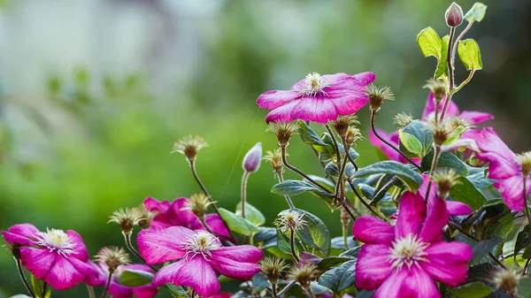 Flowers Perennial Vines Clematis Garden Growing Clematis Blooming Clematis — Stock Photo, Image