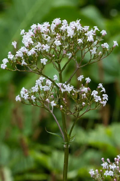 Valeriana Officinalis Zahradě Květiny Valeriany Officinalis Pěstování Léčivých Rostlin Zahradě — Stock fotografie