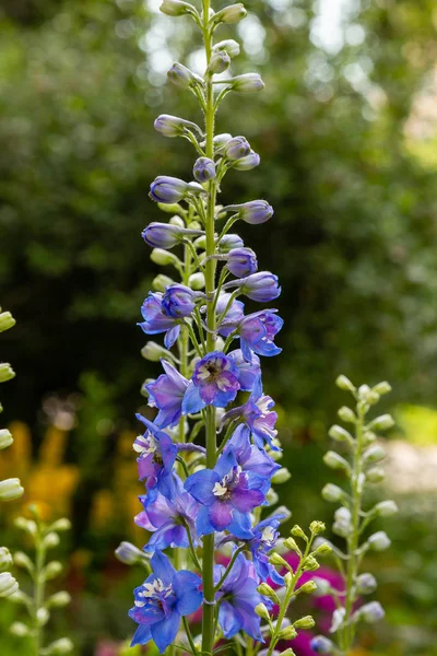 Hermosos Delfinios Floreciendo Jardín — Foto de Stock