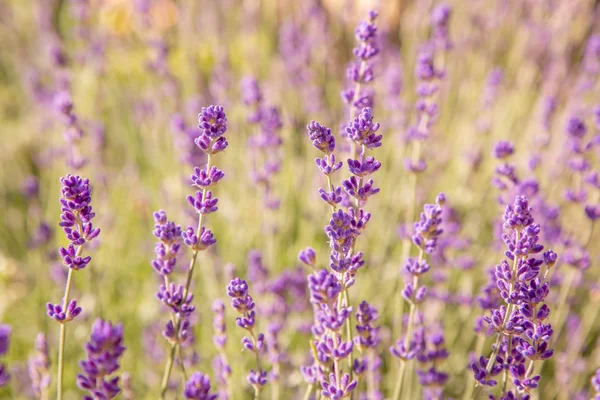 Lavanta çiçekleri ile güzel yaz manzarası