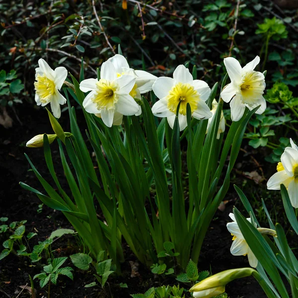Narcissus Flowers Narcissus Hybrid Spring Garden — Stock Photo, Image