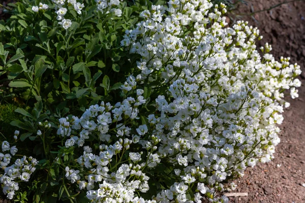 Floração Arábis Brancos Colina Alpina — Fotografia de Stock