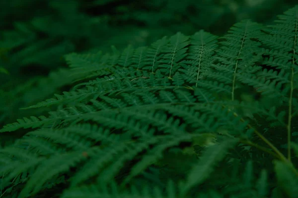 Fundo Tropical Verde Com Plantas Selva Fundo Das Folhas Samambaia — Fotografia de Stock