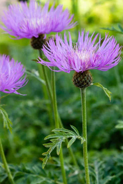 정원의 센타우레아 청색지 라일락 옥수수 Scabiosa 센타우레아 Scabiosa 잔디밭에 — 스톡 사진