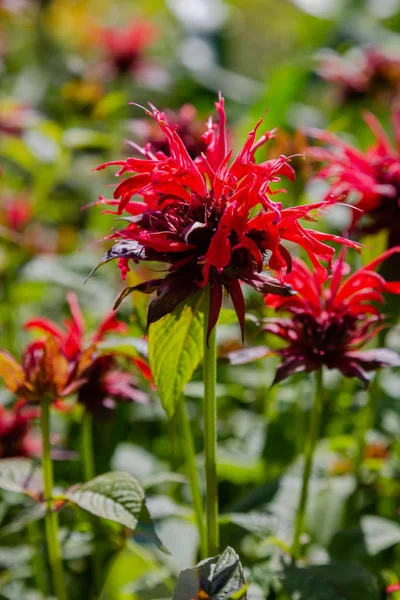 モナルダの赤い花 庭の花モナルダ — ストック写真