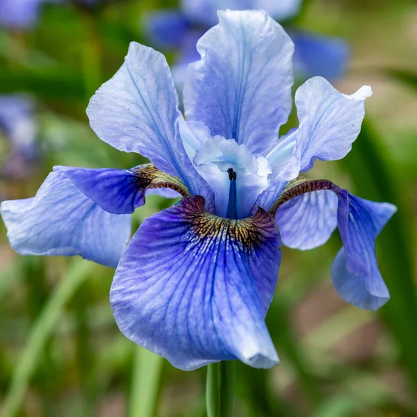 Fleurs Iris Sibérie Iris Sibirica Sur Fond Vert Dans Jardin — Photo