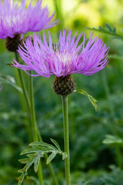 정원의 센타우레아 청색지 라일락 옥수수 Scabiosa 센타우레아 Scabiosa 잔디밭에 — 스톡 사진