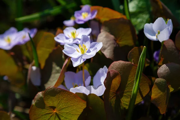 Liverwort Hepatica Nobilis Flowers Forest Floor Sunny Afternoon Spring Blue — Stock Photo, Image