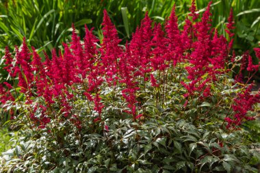 Astilbe japonik bir bahçe. Sahte Spiraea, doğal arkaplanda tuzlanma