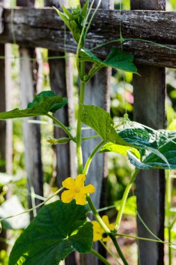 Çiçekli salatalık, büyüyen salatalık, salatalık dikey ekimi
