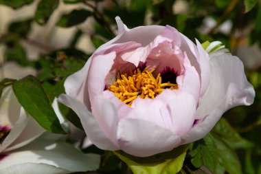 çiçekli peonies bahçede