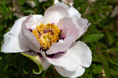 çiçekli peonies bahçede