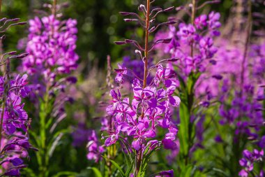 Fireweed Mor çiçekler, Rosebay Willowherb, Epilobium angustifolium, Fransız söğüt, doğal arka planda Ivan-çay, sağlıklı çay, geleneksel tıp. Çiçek arka plan