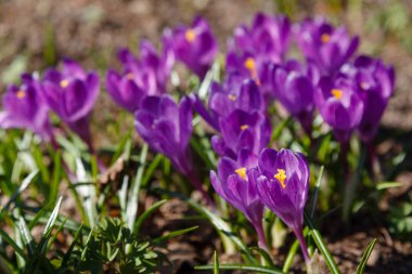 Çiğdem, çoğul crocuses iris ailesinde çiçekli bitkilerin bir cinstir. Bir demet timsah, timsahlarla dolu bir çayır.