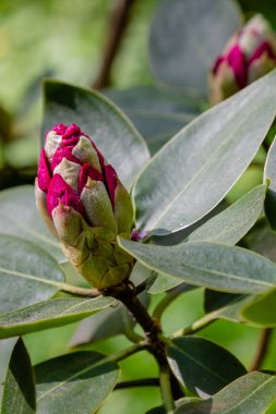 Bahar bahçesinde çiçekli rhododendrons