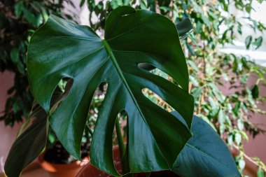 Monstera yeşil yaprakları - popüler bir tropikal bitki