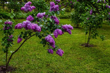 Bahçede çiçek açan leylak (Syringa). Doğal arka planda güzel mor leylak çiçekleri