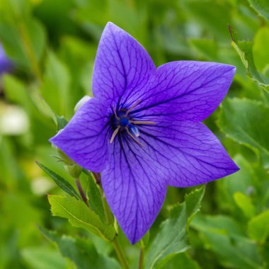 Platycodon grandiflorus veya Balon Çiçek, yaz bahçesinde platycodon çiçekleri. 