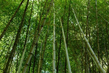 Gündüz Bambu Ormanı
