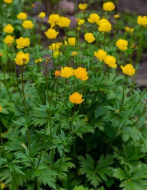 Küre çiçeği. Sarı çiçekler Trollius veya globeflower. (lat. Trllius) Ranunculaceae familyasından çok yıllık otsu bitkilerden oluşan bir cins
