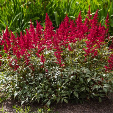 Astilbe japonik bir bahçe. Sahte Spiraea, doğal arkaplanda tuzlanma