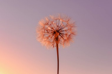 Dandelions ile doğa arka plan