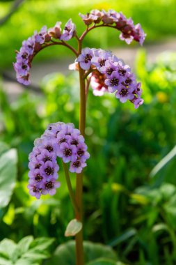 Bahar bahçesinde Bergenia rotblum. Pembe çiçek bergenia (fil kulağı, badan, Sibirya çayı, Moğol çayı, deri bergenia. Bergenia cordifolia